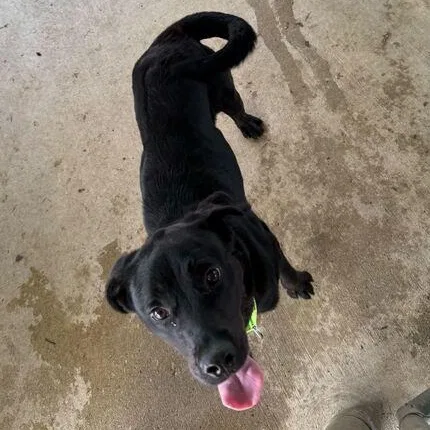 A young medium-sized female Black Black Labrador Retriever dog named Willow for adoption in Jackson, MI