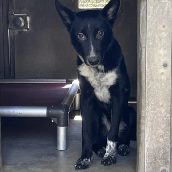 A young medium-sized female Mixed Breed dog named Moon for adoption in Los Angeles, CA