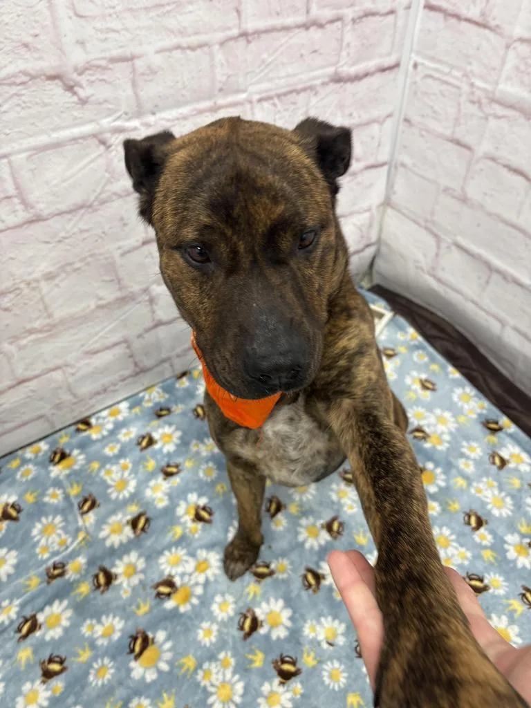 An adult large-sized male Mixed Breed dog named Francesco for adoption in Detroit, MI