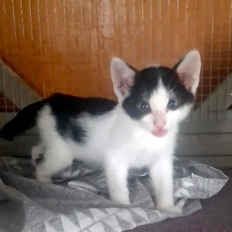 A baby small-sized female White Domestic Short Hair cat named Corkscrew for adoption in Long Beach, CA