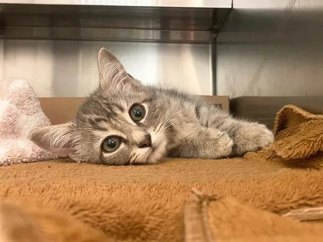 A baby small-sized male Domestic Short Hair cat named Mouse for adoption in Fort Wayne, IN
