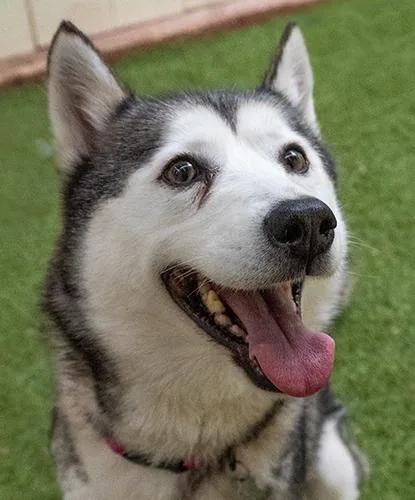 An adult medium-sized female Black Husky dog named Nasa for adoption in Encinitas, CA