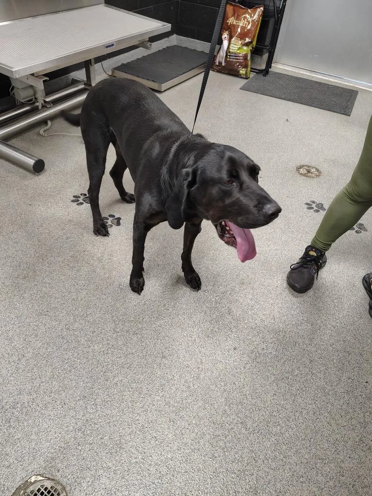 An adult large-sized male Labrador Retriever dog named Victor for adoption in Fremont, OH