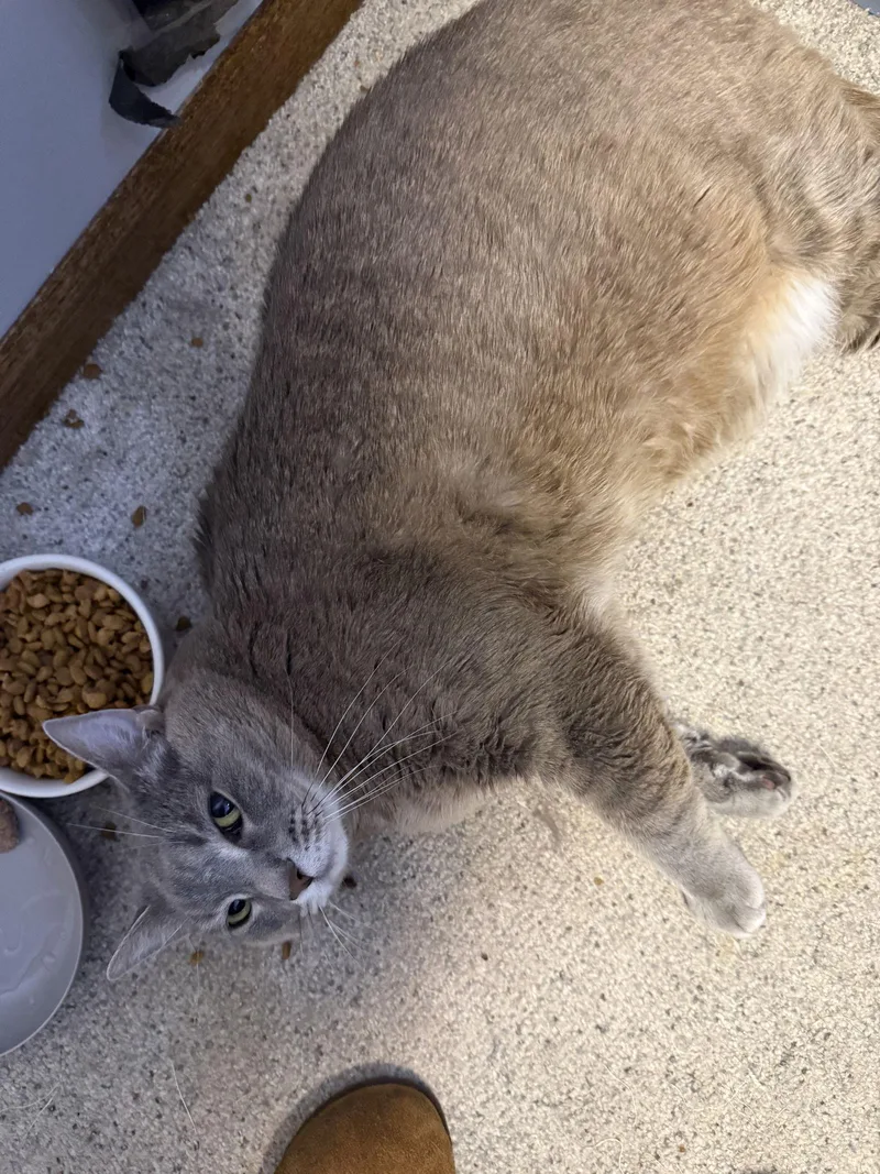 An adult medium-sized female Gray & White Domestic Short Hair cat named Lily for adoption in Zimmerman, MN