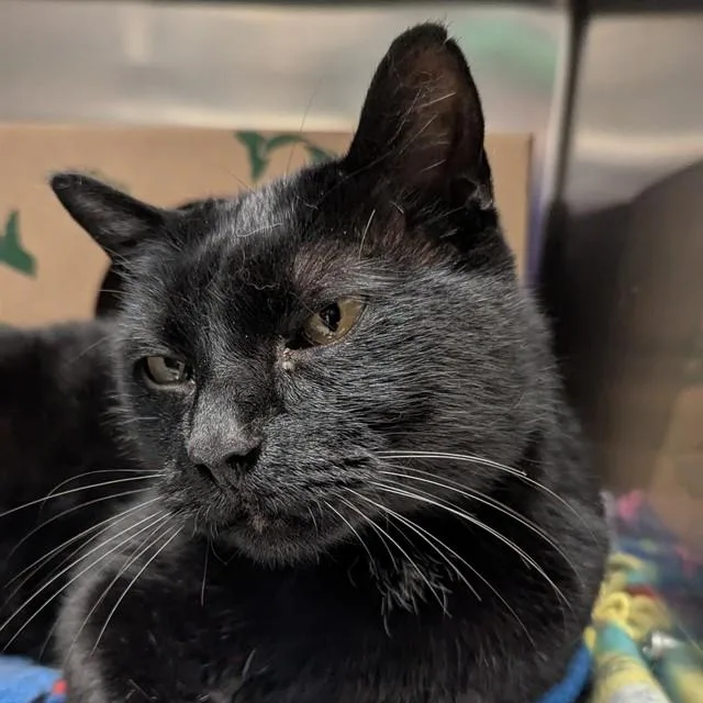 A young small-sized male Domestic Short Hair cat named Toothless for adoption in Olivette, MO