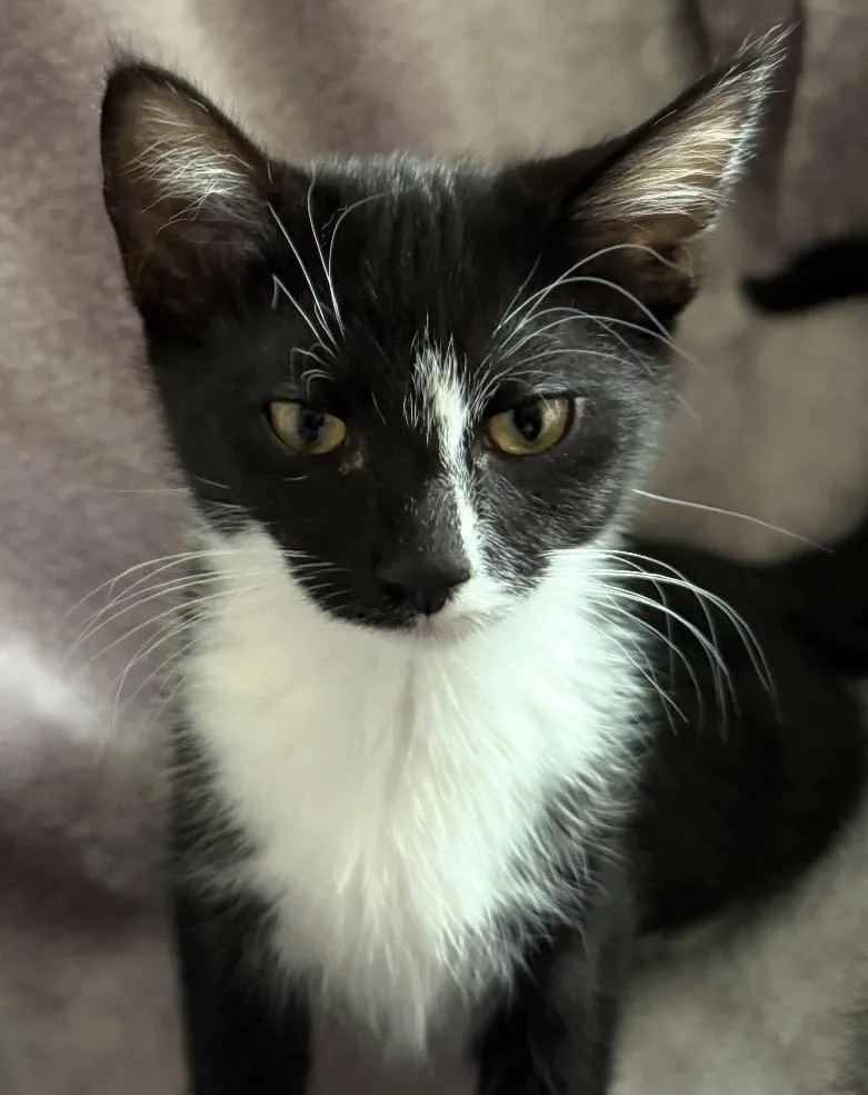 Onyx