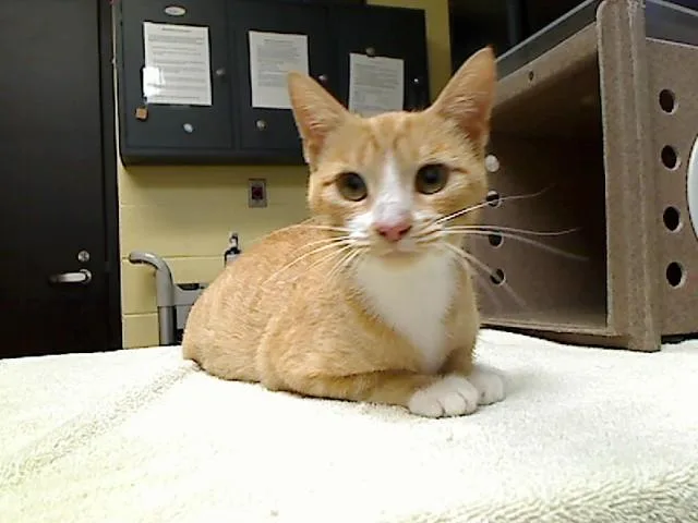 A young medium-sized female Domestic Short Hair cat named Baby Mutha for adoption in Cookeville, TN