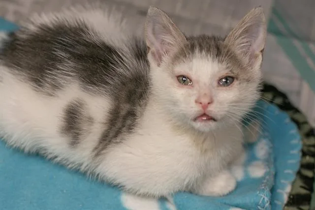 A baby small-sized male Domestic Short Hair cat named Bently for adoption in Charlotte, NC