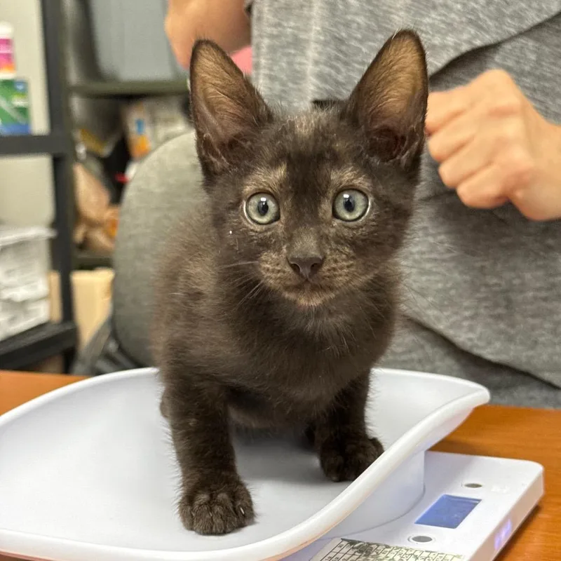 A baby small-sized male Black Domestic Short Hair cat named Ninja for adoption in Spring Hill, KS