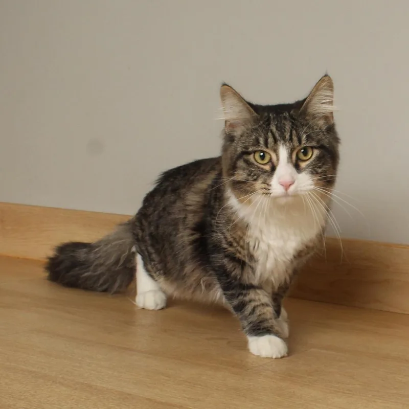 An adult large-sized male Brown / Chocolate Domestic Medium Hair cat named Leland C for adoption in Minnetonka, MN
