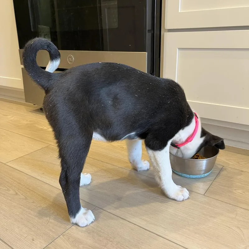 A young medium-sized female Black Collie dog named Ella for adoption in Austin, TX