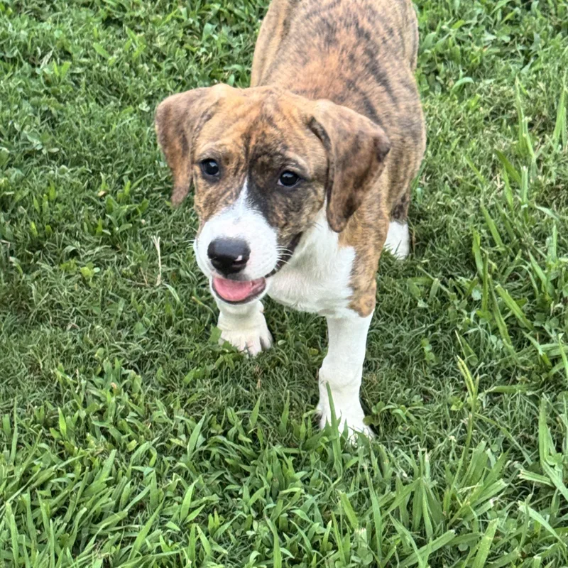 A baby medium-sized female Brindle Boxer dog named Sunny for adoption in Watertown, CT