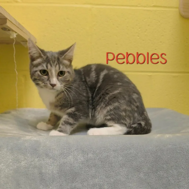 Pebbles