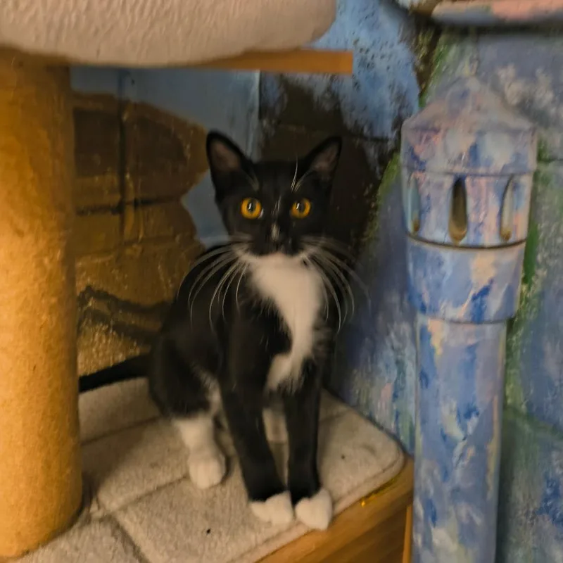 A baby small-sized female Black Domestic Short Hair cat named Maki for adoption in Laredo, TX