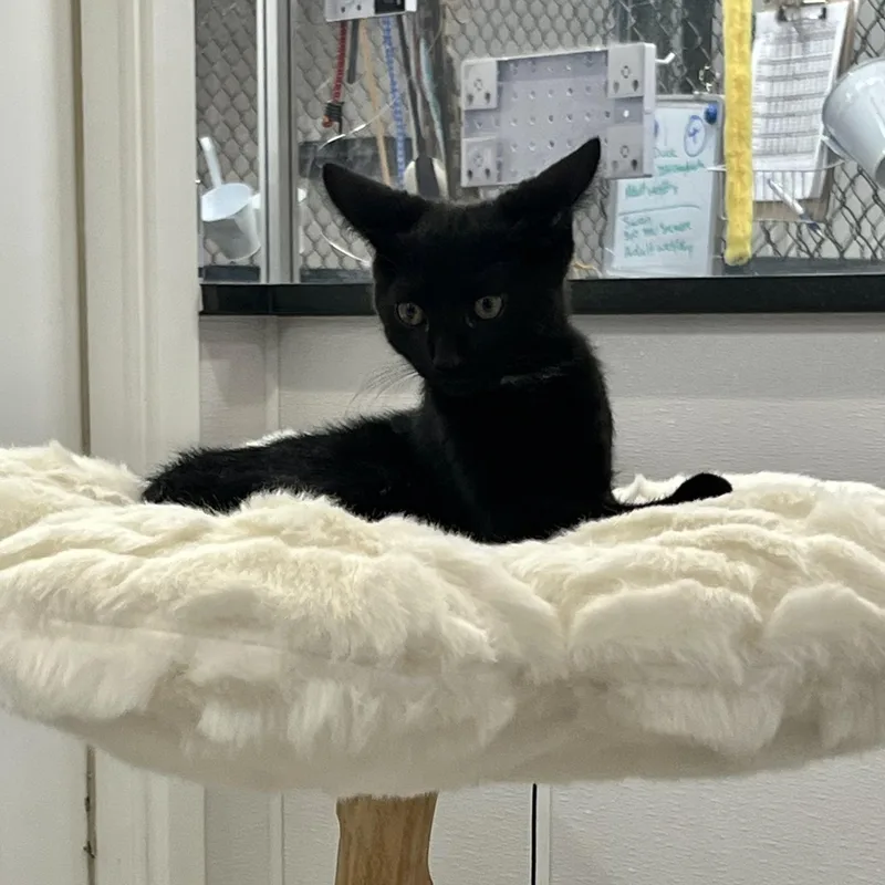 A baby small-sized male Black Domestic Short Hair cat named Crepe for adoption in Waltham, MA