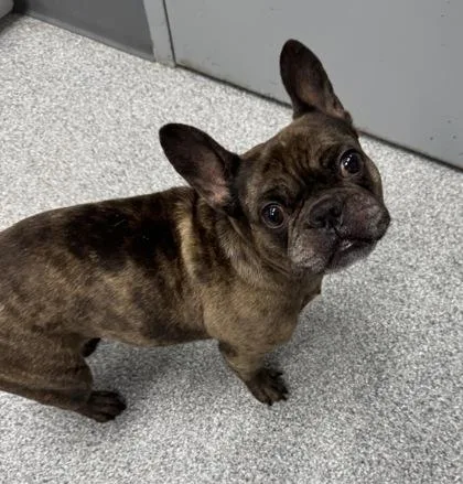 A young small-sized female Brown / Chocolate French Bulldog dog named Izzy for adoption in Tinley Park, IL