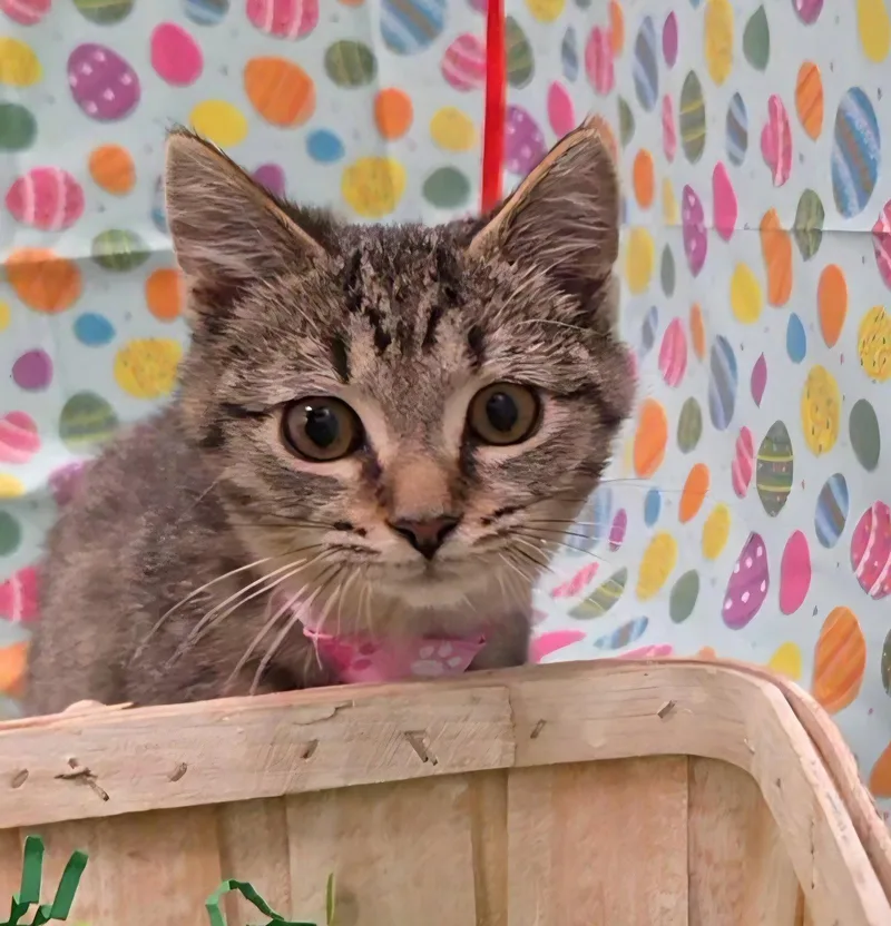 A baby medium-sized male Tabby cat named Wren for adoption in Attalla, AL