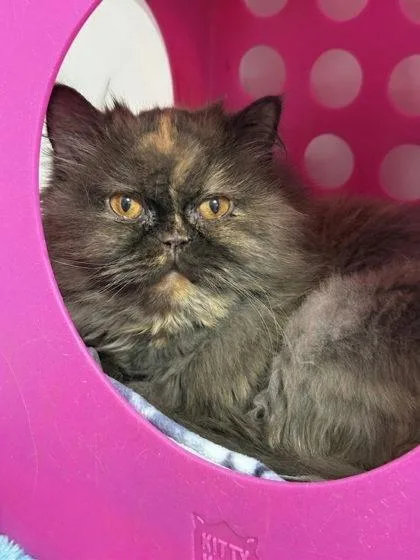 A senior medium-sized female Persian cat named Gertrude for adoption in Gwinn, MI