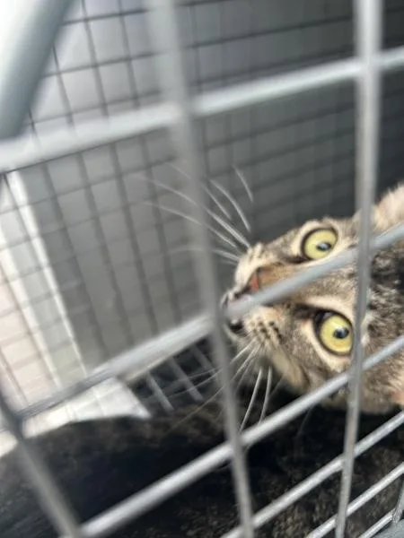 A young small-sized female Domestic Short Hair cat named Charlotte for adoption in Virginia Beach, VA