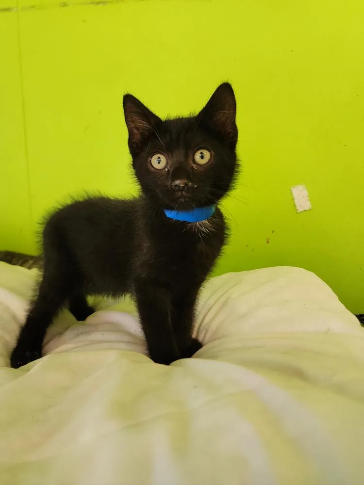A baby small-sized male Black Domestic Short Hair cat named Hadrian for adoption in Evansville, IN