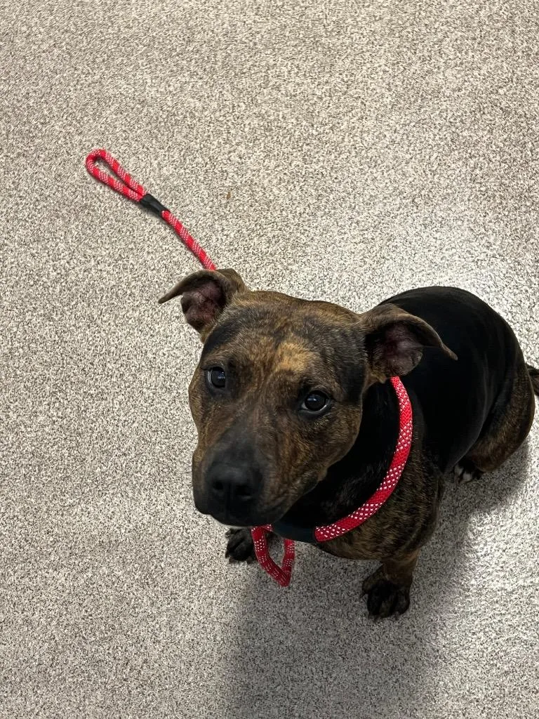 A young medium-sized female Pit Bull Terrier dog named Bunny for adoption in Troy, OH