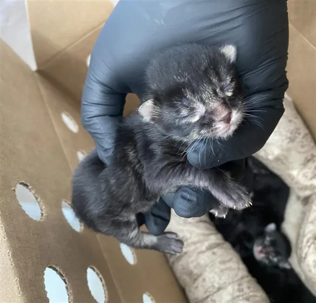 A baby medium-sized male Domestic Short Hair cat named Abigail for adoption in Dallas, TX