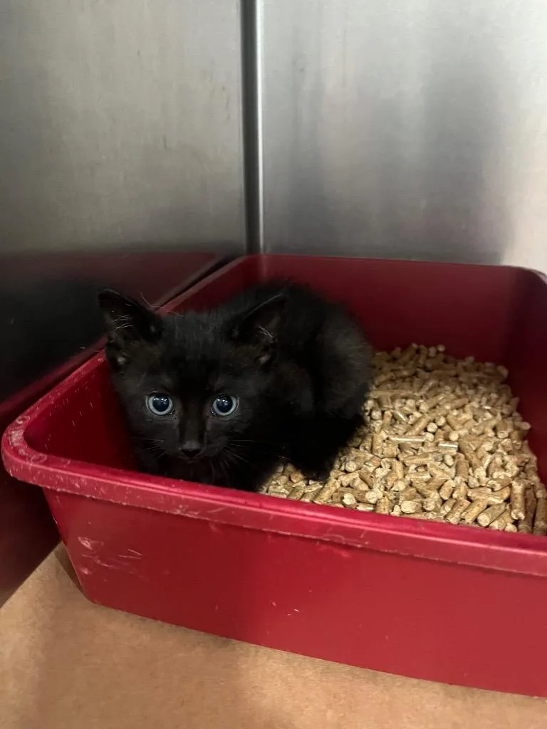 A baby small-sized male Domestic Short Hair cat named Mist for adoption in Cartersville , GA