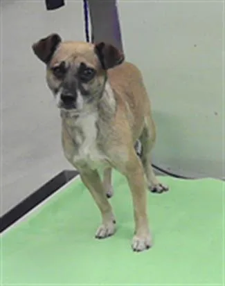 An adult small-sized male Norfolk Terrier dog named Viktor for adoption in Houston, TX