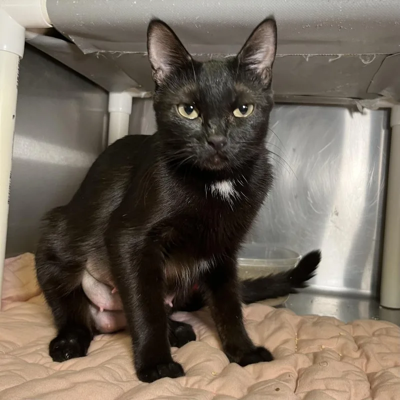 A young medium-sized female Domestic Short Hair cat named Lemon for adoption in Palm Springs, CA