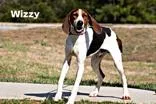An adult medium-sized male Treeing Walker Coonhound dog named Wizzy for adoption in Clayton, GA