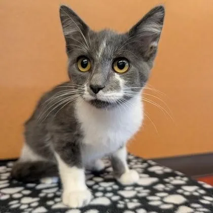A baby small-sized male Gray & White Domestic Short Hair cat named Gary for adoption in Rochester, MN