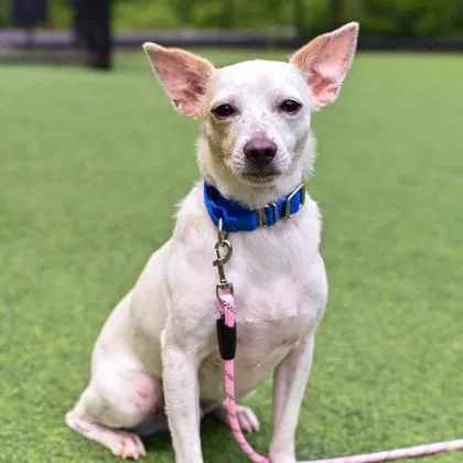A young small-sized female Mixed Breed dog named Birlik for adoption in Westbrook, ME