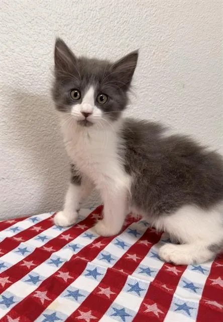 A baby small-sized female Domestic Long Hair cat named Sammy for adoption in Camarillo, CA