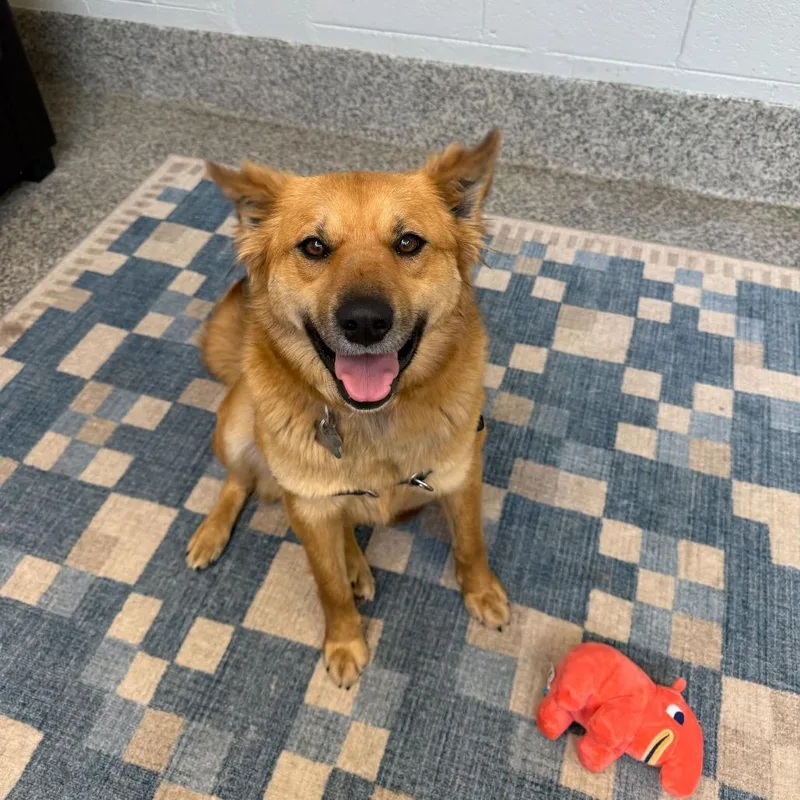 An adult medium-sized female Red / Chestnut / Orange Terrier dog named Sasha for adoption in Falls Church, VA