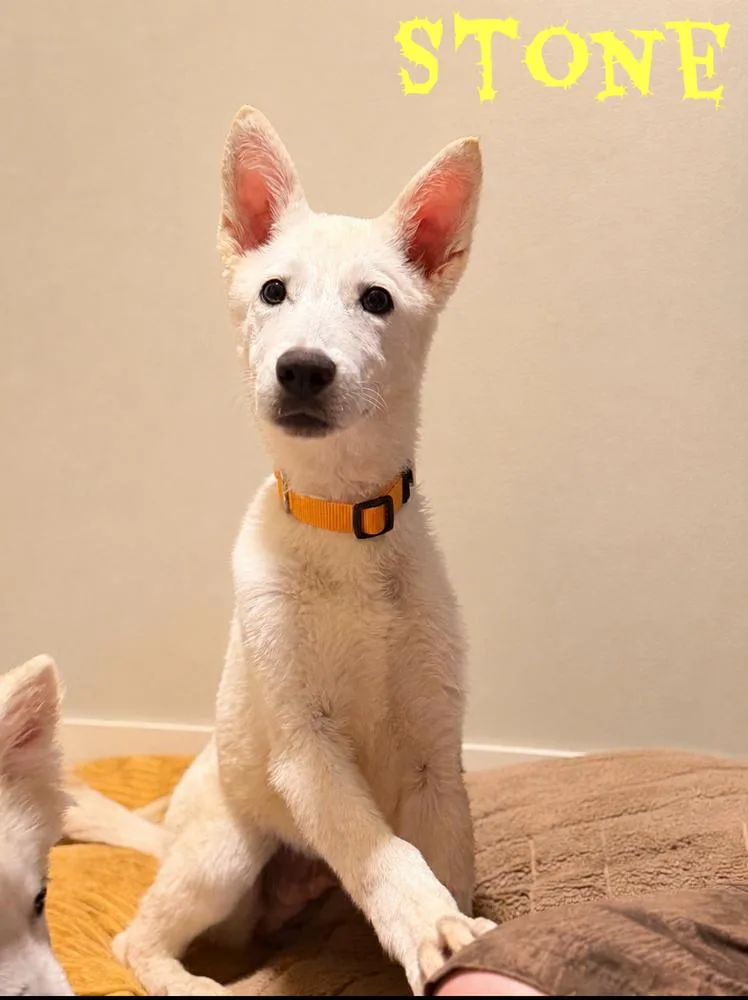 A baby large-sized male White / Cream German Shepherd Dog dog named Stone for adoption in Pleasant Hill, CA