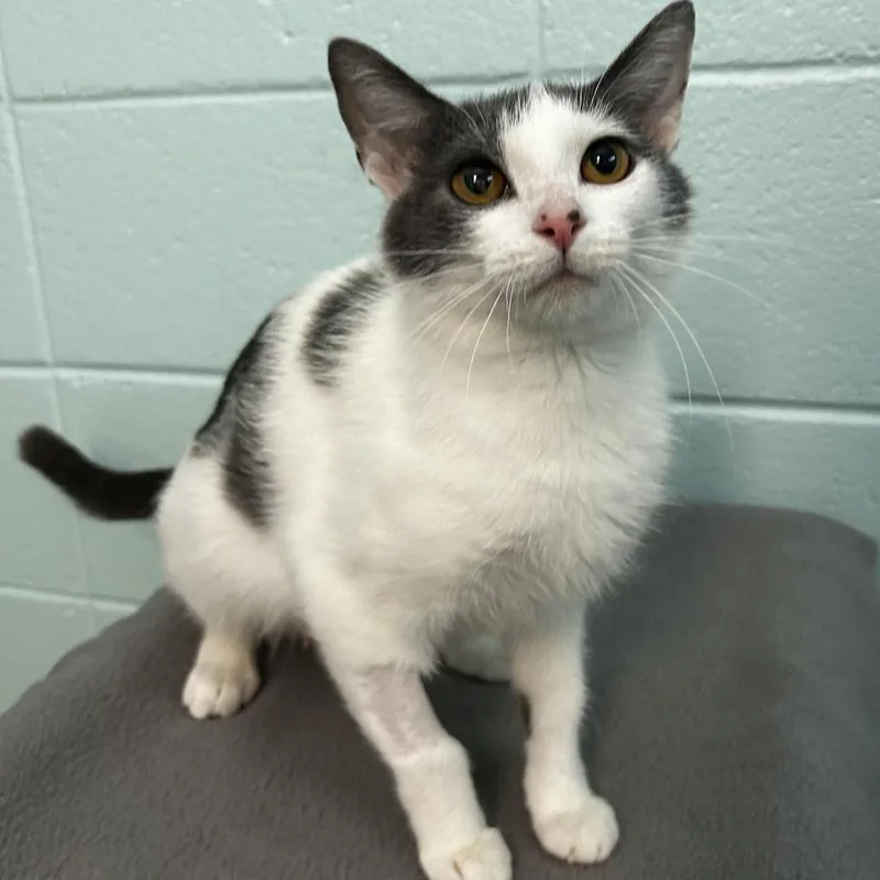 An adult medium-sized female White Domestic Short Hair cat named Promo code for adoption in Spruce Pine, NC