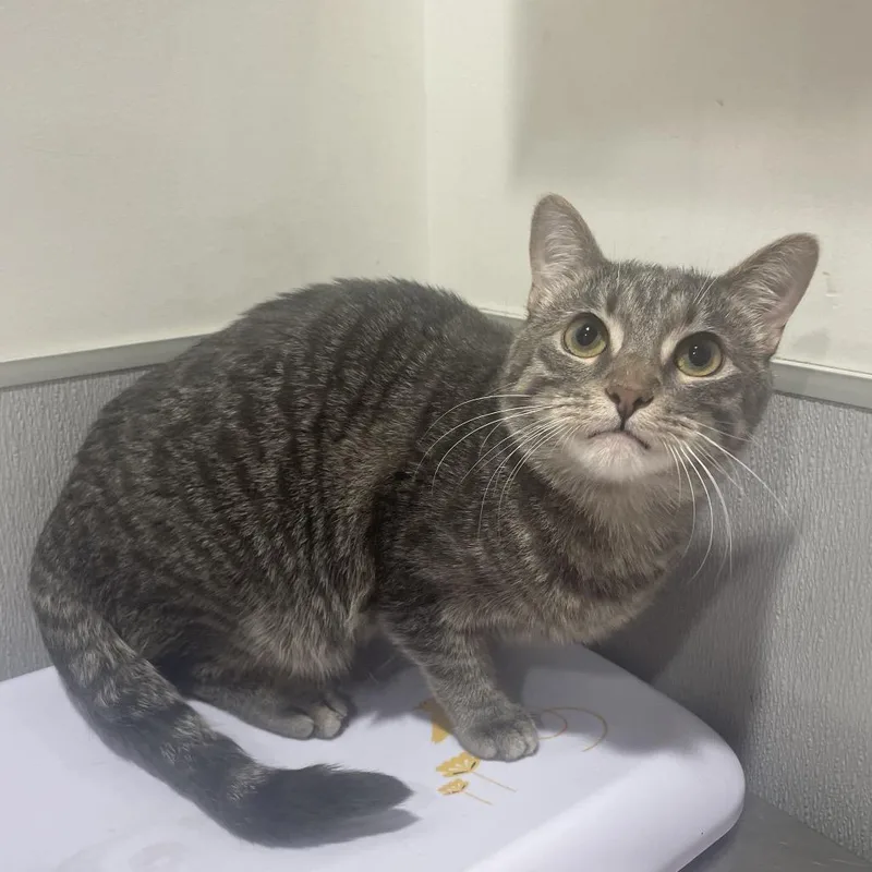 A young medium-sized female Brown / Chocolate Domestic Short Hair cat named Millow for adoption in Tampa, FL