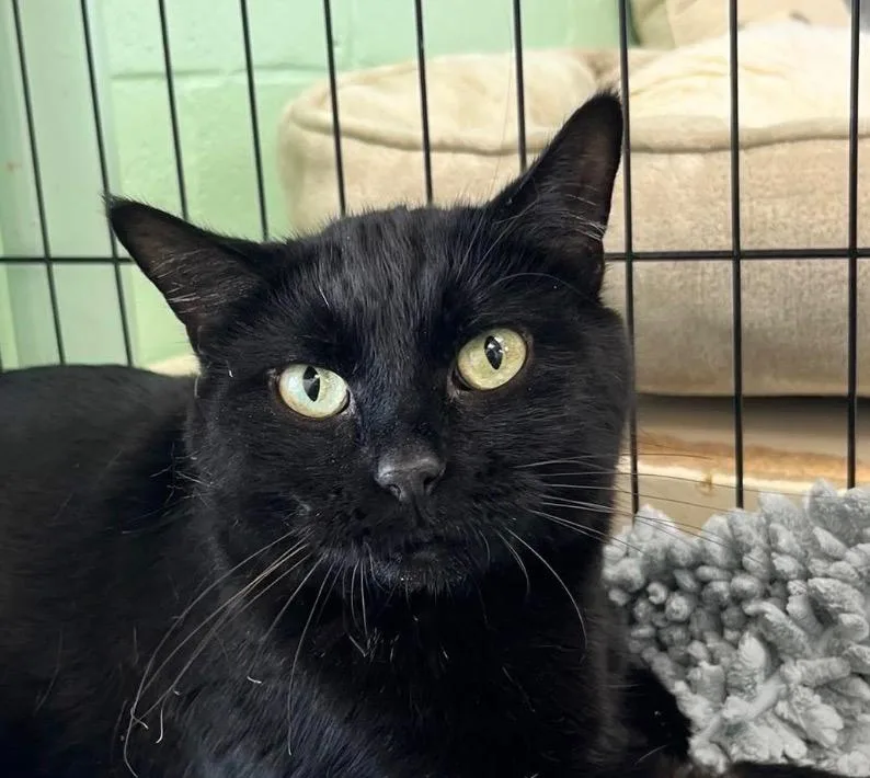 A senior medium-sized male Domestic Short Hair cat named Banks for adoption in Shorewood, IL