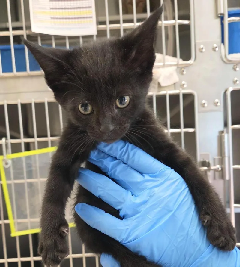 A baby small-sized male Domestic Short Hair cat named Vega for adoption in Plover, WI