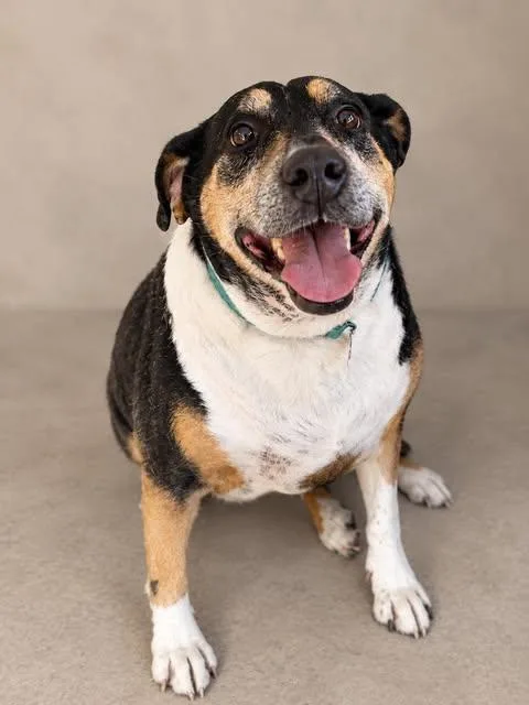 A senior large-sized male Mixed Breed dog named Wizzah for adoption in Chickasha, OK