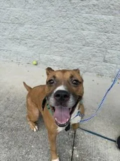 An adult medium-sized female Mixed Breed dog named Harley for adoption in Jacksonville, FL