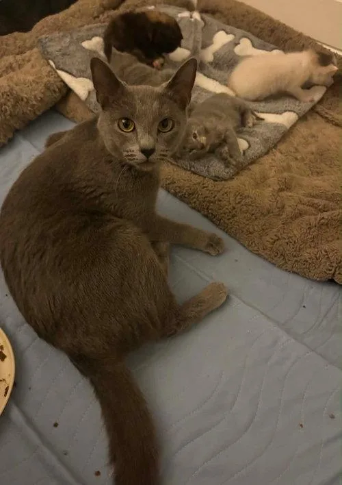 An adult medium-sized female Domestic Short Hair cat named Zoomie for adoption in Mount Royal, NJ