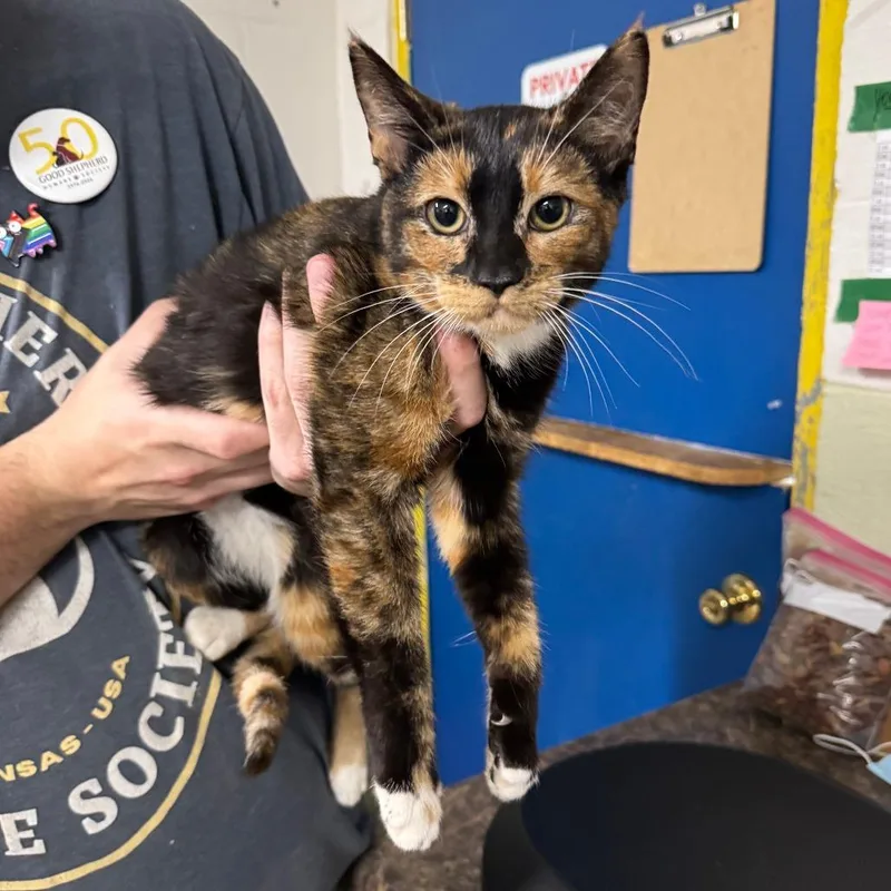 A young medium-sized female Tortoiseshell Domestic Short Hair cat named Fancy for adoption in Eureka Springs, AR
