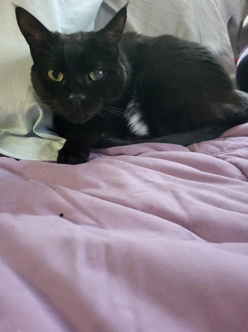 An adult large-sized female Black Domestic Short Hair cat named Nikki for adoption in Allentown, PA