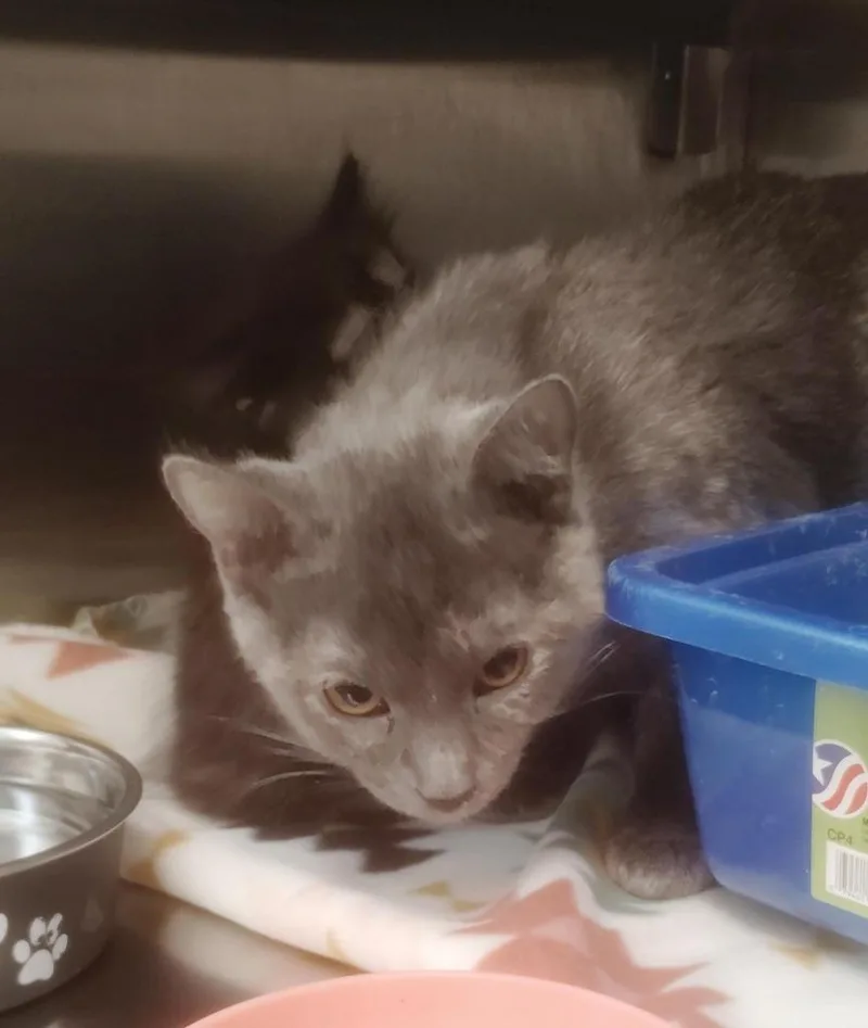 A young medium-sized female Domestic Short Hair cat named Victoria for adoption in New Kensington, PA