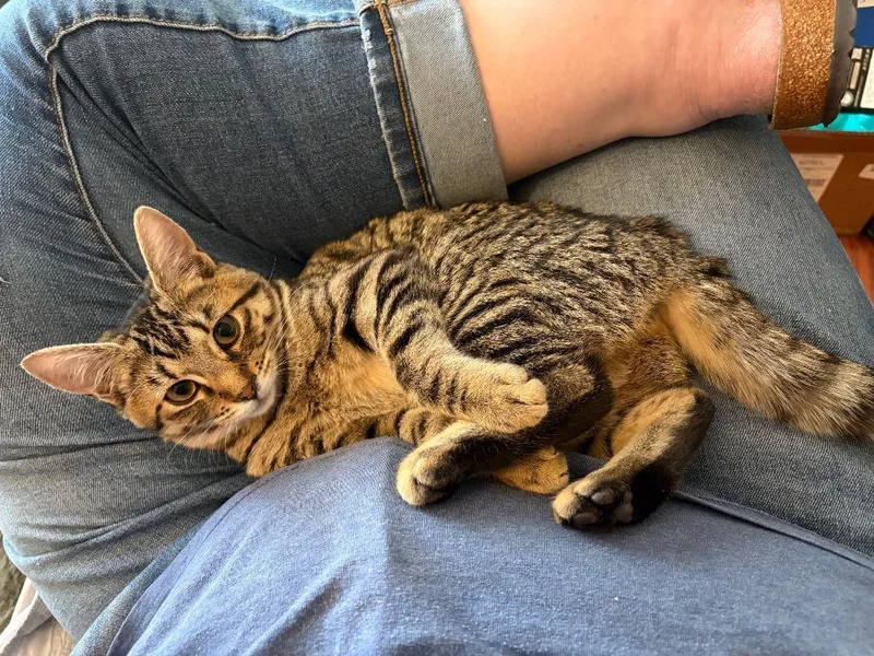 A baby medium-sized female Tabby (Brown / Chocolate) Domestic Short Hair cat named Tabitha for adoption in Pasco, WA