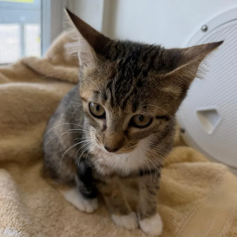 A baby small-sized female Brown / Chocolate Domestic Short Hair cat named Munchie for adoption in Floresville, TX