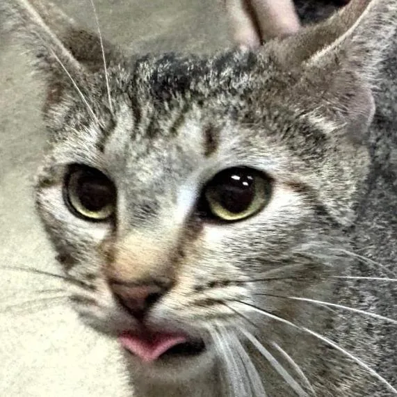 A young small-sized female Gray / Blue / Silver Domestic Short Hair cat named Jensen for adoption in Shawnee, KS
