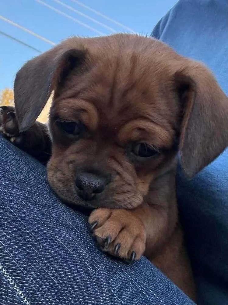 A baby small-sized female Pug dog named Alice for adoption in Eagle, ID