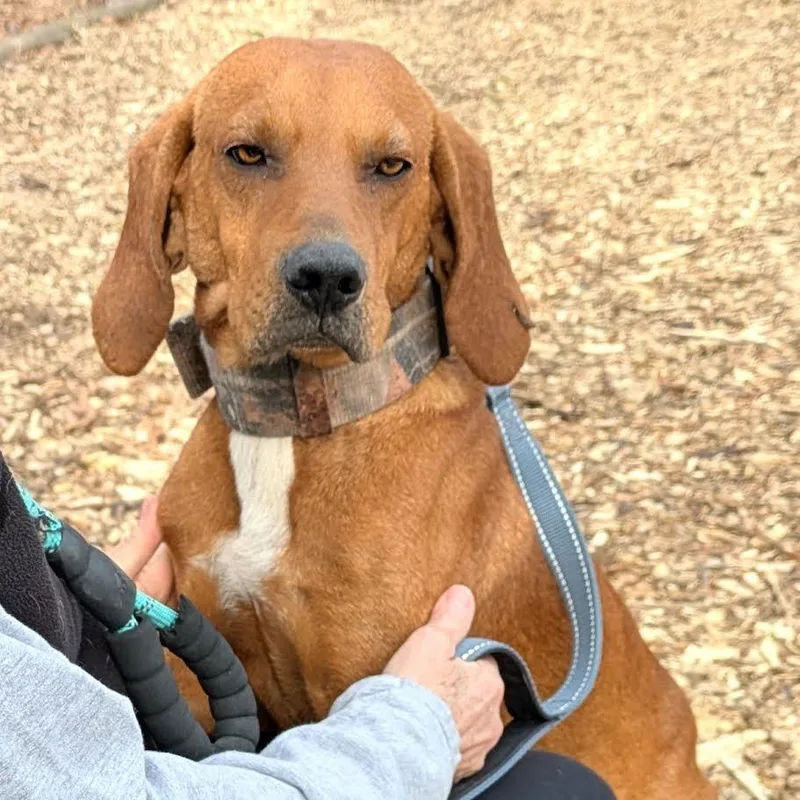 Texas Pete thumbnail 2